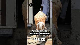 155 kg Buraq  rander  Surat [upl. by Berner]