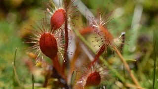 Drosera arctaurii spatulata and stenopetala Arthurs Pass [upl. by Todd]