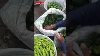 💥🍆🌱 காய்கறி மார்க்கெட் காய்கறி வியாபாரம் 🍆🌱💥 hanbuinfo5184 [upl. by Roselba]