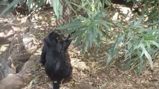 Tassie Devils  Tree Climbin [upl. by Arayc]