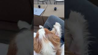 Cavalier King chilling in Florence 🐶 europe dog traveldog puppy cavalierkingcharles doglover [upl. by Yelrihs]