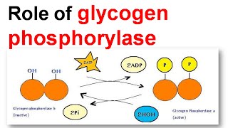 Role of glycogen phoisphorylase [upl. by Gui]