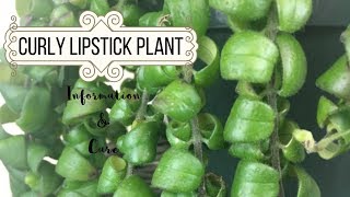 Curly Lipstick Plant Information amp Care [upl. by Tufts]