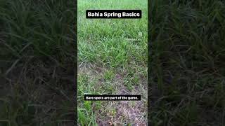 Bahia grass has to be supplemented diylawncare grass lawn lawncare bahiagrass gardeningtips [upl. by Pepito]