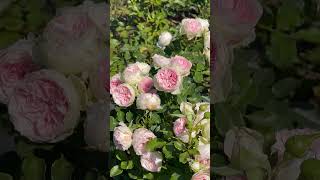 Super cute cupshaped rose Pompon Veranda rose flowers nature pompon veranda [upl. by Mcgill]