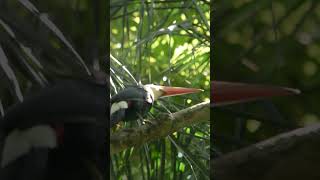 TUCÁN GRANDE Ramphastos toco – Parque Nacional Iguazú – BUSCANDO FAUNA [upl. by Deevan]