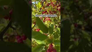 Edible Roselow Crabapple shortvideo red [upl. by Yelahs]