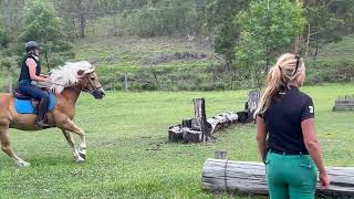 Fernances Creek Haflinger Horses  Argos and Helen 2024 [upl. by Pitzer]