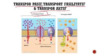 FARMAKOLOGI  Mekanisme Absorpsi Obat [upl. by Alesig]