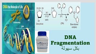 DNA Fragmentation assay Diphenylamine assay بكل سهولة [upl. by Joseito]