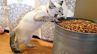 FUNNY CAT MEMES COMPILATION V04 [upl. by Terry]