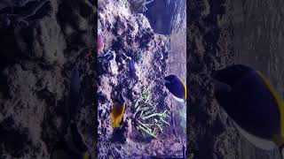 🐟 IndoPacific Ocean Coral Reef Aquarium  Akwarium Gdyńskie poland [upl. by Thedrick]