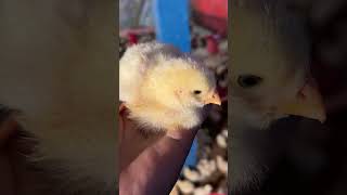 Broiler poultry farm’s 🐣🐣poultryfram henfarm hen videoviral shortvideo [upl. by Tommy]