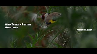 Wild Things  Putter Carduelis carduelis [upl. by Ilocin165]