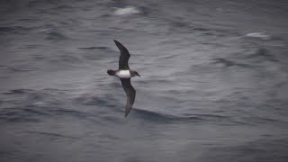 Atlantic Petrels Gough Island South Atlantic April 2018 [upl. by Blainey499]