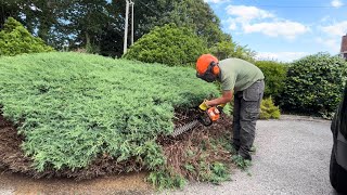 Homeowner wanted this Overgrown Juniper Cutting back How to cut back an Overgrown Juniper [upl. by Nostrebor588]