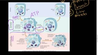 7  Overview of Reversible cell injury and necrosis microscopic morphology [upl. by Annaiviv]