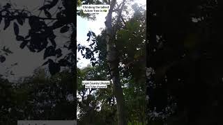 Tree Climbing in Manchester Jamaica [upl. by Skipper]