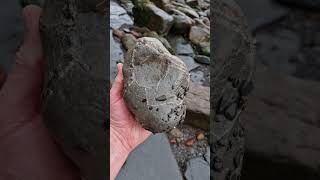 Sea rolled Septarian Nodule 🌊🔮 fossilhunting fossils shorts coast rock sea beach calcite [upl. by Notrab557]