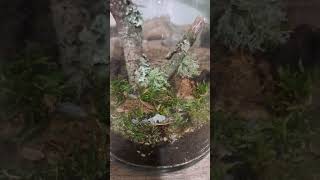 Adding my new P pruinosus to their new terrarium [upl. by Namron]