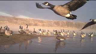 Epic Fall Geese Vignettes  Canadas amp Snows on the Move on the South Saskatchewan River [upl. by Deeas826]