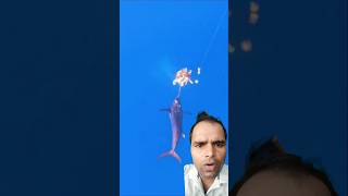 Swordfish Attacks Giant Squid fishing swordfish shark [upl. by Mallon]