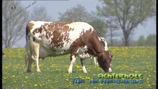 Red Holstein cattle in de Achterhoek The Netherlands [upl. by Yziar806]