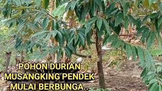 PERKEMBANGAN POHON DURIAN MUSANG KING PENDEK BERBUNGA [upl. by Aihseuqal452]