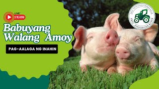 Babuyang walang amoy [upl. by Aihc]