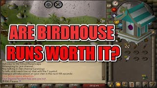 ARE BIRDHOUSE RUNS WORTH IT  OSRS Birdhouse Guide [upl. by Stanislas302]