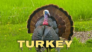 Turkey sounds turkey gobbling [upl. by Mcmillan126]