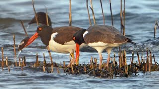 A Minute of Fine Dining with American Oystercatchers Haematopus palliatus [upl. by Rebbecca82]