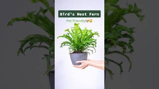 Birds Nest Fern Grow Guide🌱 houseplants indoorplants houseplantvarieties [upl. by Htidirem932]