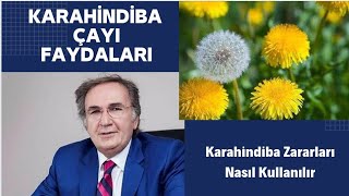 KARAHİNDİBA FAYDALARI  Karahindiba çayı Faydaları  Karahindiba Zararları [upl. by Noyr]