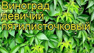 Виноград девичий пятилисточковый Краткий обзор описание характеристик parthenocissus quinquefolia [upl. by Anawik26]