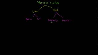 The Nervous System [upl. by Akemrehs]