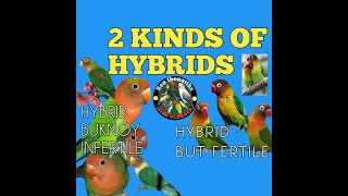 THE TWO KINDS OF HYBRID AFRICAN LOVEBIRDS [upl. by Prudence]