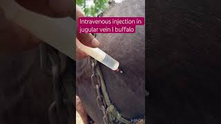 Intravenous injection in jugular vein l dr Umar khan [upl. by Vale]