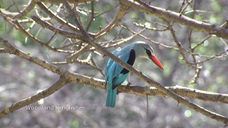 Birds of northern South Africa part 2 [upl. by Fenner841]