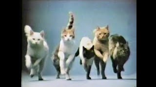 Classic commercial for Little Friskies cat food [upl. by Ramsden879]