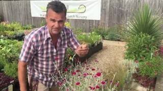 Antonys Gardening Tips  Lychnis [upl. by Talbert963]