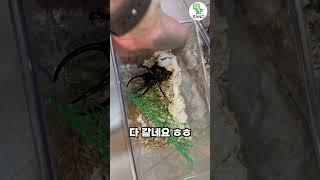 코카서스 장수풍뎅이 입양하다buying a Caucasus beetles [upl. by Ardnaz827]