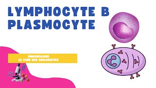 Lymphocyte B et plasmocyte [upl. by Fannie]