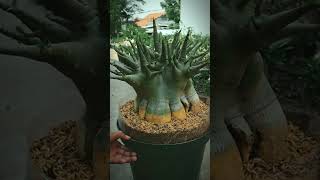 Ornamental plant Adenium Desert Rose Bonsai houseplant garden plants adenium [upl. by Nahtaoj]