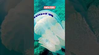 HUGE JELLYFISH Italy short shorts shortvideo shortsvideo viralvideo viralshorts viralshort [upl. by Doone863]