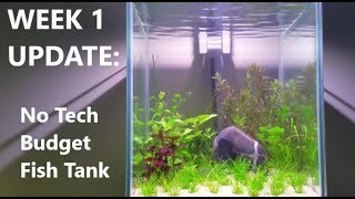 Week 1 Update Budget No tech No Filter No Heater No Ferts No co2 Walstad Method Fish Tank [upl. by Einhorn]