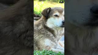 Sounds That Make Your Dog Bark dogs dogsounds [upl. by Jerrylee970]