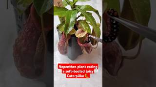 Feeding my Nepenthes a juicy Caterpillar🐛 on a rainy day 🌧 pitcherplant nepenthesplant nepenthes [upl. by Haral]