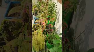 In frame 🖼️ aprajita plant how to we bushy aprajita and getting more flowers 💐💐 [upl. by Rotciv]