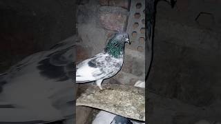 Firozpuri bacye ka sohqpigeon bird kabootar pigeonbird animal youtubeshorts [upl. by Emory]